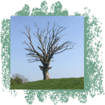 Grand arbre élagué, terrain propre et dégagé après intervention